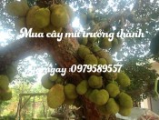 Cây Mít Trưởng Thành