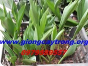 Hoa Tulip- Sỉ lẻ hoa tulip tết