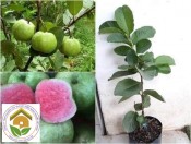 Cây giống ổi rubi ruột đỏ Đài Loan- Học Viện Nông Nghiệp-0981980186