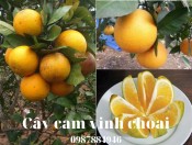 Cây cam vinh Choai - Cây từ 1-2 năm tuổi- Liên hệ:0987884946