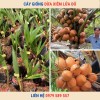 Cây Dừa Xiêm Đỏ