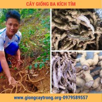 Cây Giống Ba Kích Tím Chuẩn Có Bảo Hành - Nông Nghiệp Việt