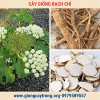 Cây Bạch Chỉ Giống Chuẩn Có  Bảo Hành- Vườn Ươm Nông Nghiệp Việt