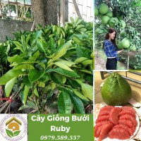 Cây bưởi Ruby giống chuẩn Thái Lan nhất - Vườn ươm giống Nông Nghiệp Việt