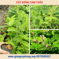 Cây Cam Thảo Giống Chuẩn Có Bảo Hành- Vườn Ươm Nông Nghiệp Việt