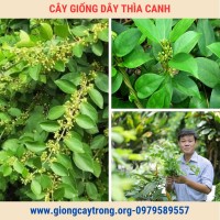 Cây Thìa Canh Giống Chuẩn Có Bảo Hành - Vườn Ươm Nông Nghiệp Việt