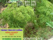 Giống Cây Đinh Lăng Nếp Lá Nhỏ