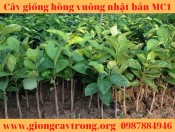 Cây giống hồng vuông Nhật Bản Fuyu Mộc Châu MC1 Liên hệ:0987884946