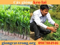 Cây giống keo lai -  Ưu điểm, cách trồng và giá trị kinh tế.