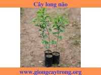 Cây giống long não - Đặc điểm, giá trị, cách trồng và địa chỉ bán giống