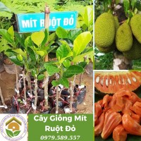 Cây Giống Mít Ruột Đỏ Inđô- Giống Chuẩn HVNN - Dễ Trồng- Có Bảo Hành - LH 0979589557