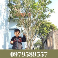 Cây giống mộc hương - Vườn ươm Nông Nghiệp Việt - 0979589557