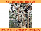 Cây giống nho thân gỗ  25-40cm