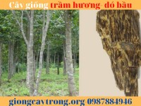 Cây giống trầm hương- cây dó bầu. Cách trồng và khai thác