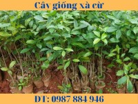 Cây giống xà cừ - cách trồng và giá trị kinh tế