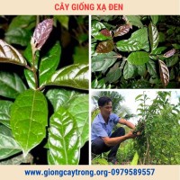 Cây Xạ Đen Giống Chuẩn Có Bảo Hành - Vườn Ươm Nông Nghiệp Việt