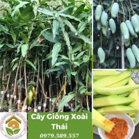 Cây giống xoài Thái Lan- Cách trồng và chăm sóc