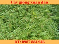 Cây giống xoan đào chuẩn - Cây dễ trồng có giá trị kinh tế cao.