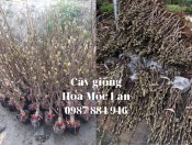 Cây Hoa Mộc Lan - Cây nhập khẩu dễ trồng và chăm sóc