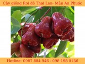 Cây Giống Roi Đỏ Thái Lan-Không Hạt - Mận Đỏ An Phước