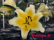 Củ giống hoa ly Manissa- Hoa vàng nhạt- Học Viện Nông Nghiệp