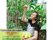 Cây giống vú sữa Hoàng Kim | Trung tâm giống Nông Nghiệp Việt