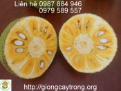 Cay Mit Thai (Sieu Som) 4-giongcaytrong.org