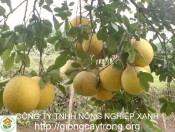 Hướng dẫn  chọn mua cây giống bưởi diễn-giongcaytrong.org