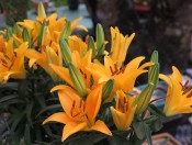 báo giá củ giống hoa ly lùn-giongcaytrong.org