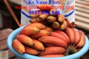 chuối đỏ dacca-giongcaytrong.org