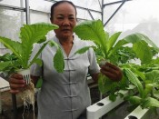 rau sạch tại nhà-giongcaytrong.org