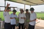 mang tay xanh-giongcaytrong.org