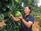 Trong 300 goc buoi da xanh xay duoc nha lau sam xe hoi 1 1539246786 488 width600height450-giongcaytrong.org