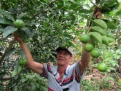 'Độc đáo' mô hình trồng chanh giấy trứng ngỗng thu tiền tỷ-giongcaytrong.org