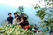 cam-tuyen-quang-giongcaytrong.org