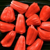 giong-mit-ruot-do-giongcaytrong.org