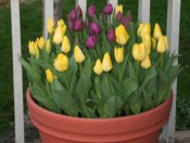 hoa tulip đẹp nhất