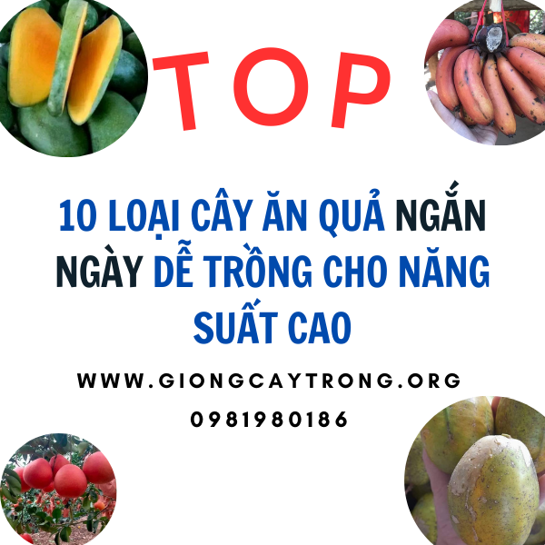 10 loại cây ăn quả ngắn ngày dễ trồng cho năng suất cao