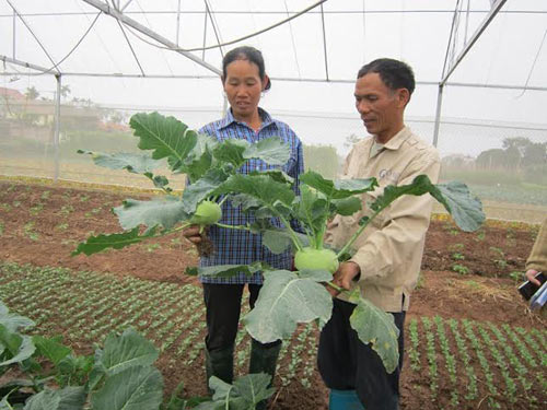 trong rau thu tien ti