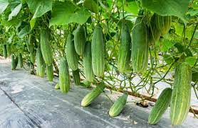Hướng dẫn cách bón phân cho dưa chuột an toàn