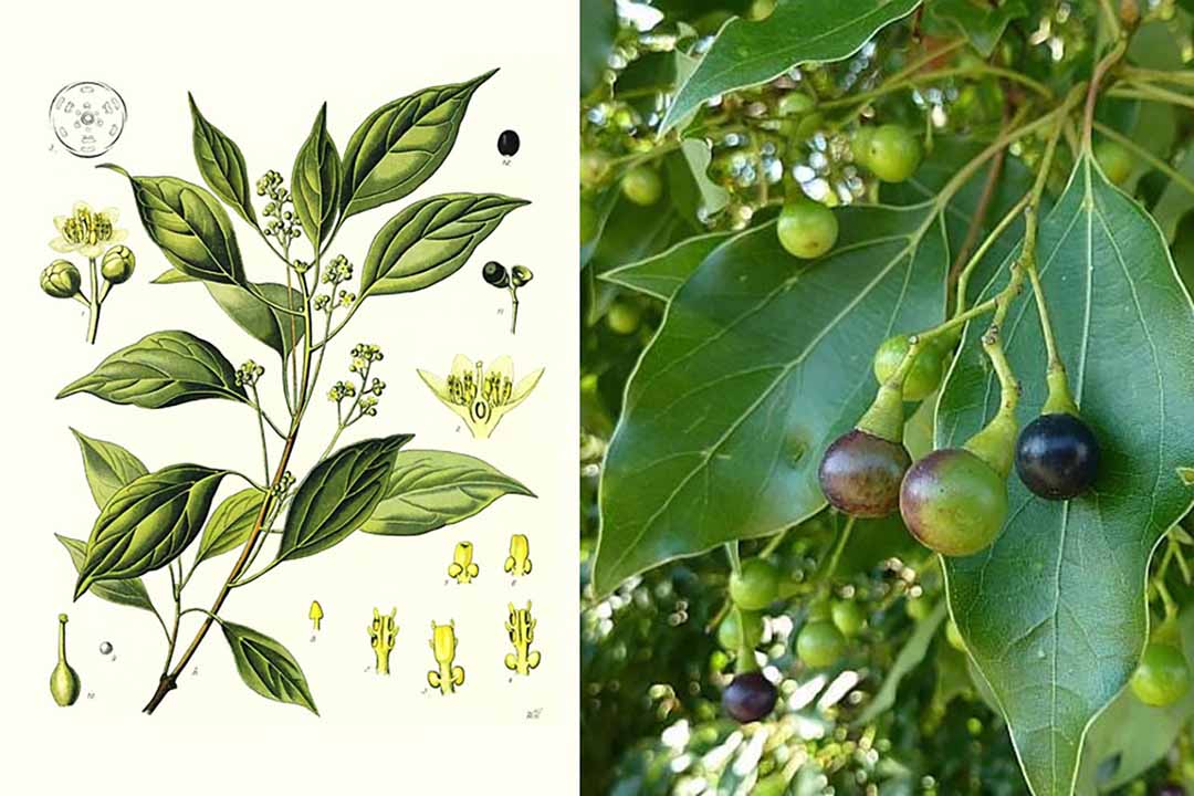 Công dụng cực hay của cây long não mà bạn chưa biêt