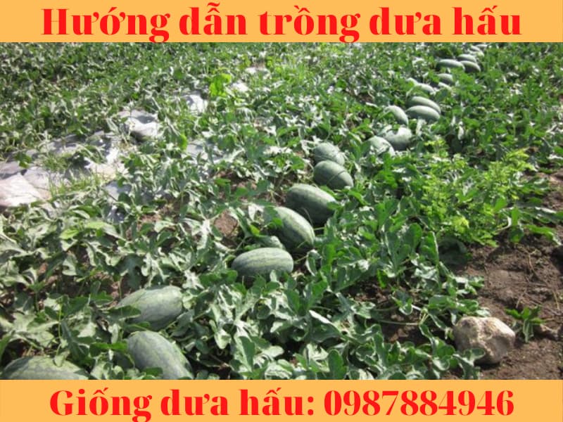 huong dan trong dua hau (2)