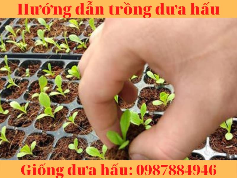 huong dan trong dua hau (3)