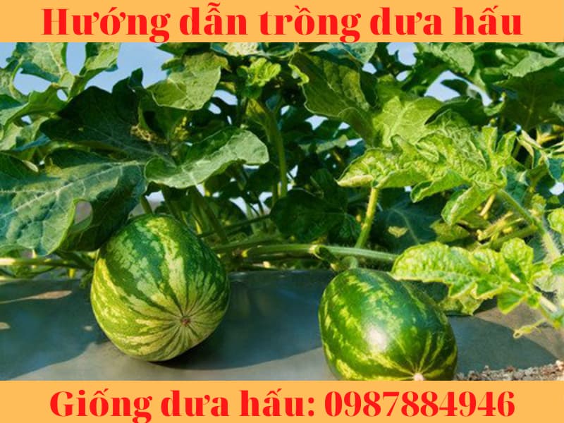 huong dan trong dua hau (6)