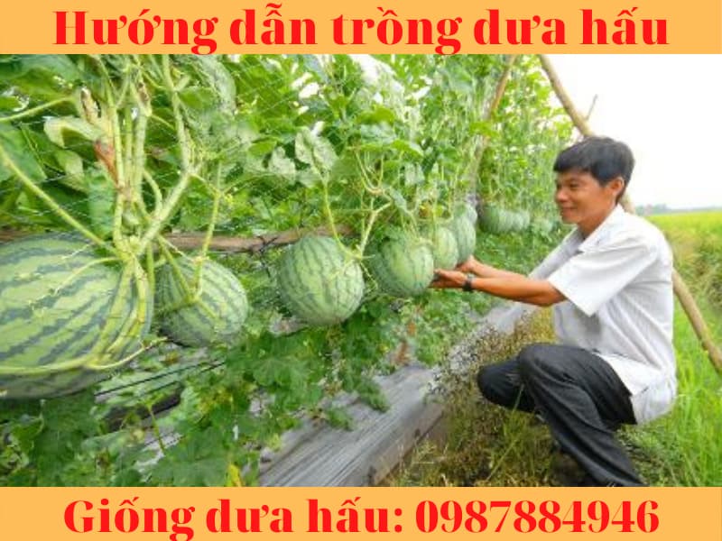 huong dan trong dua hau (7)