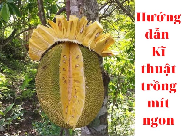 Kĩ thuật trồng mít thái cao sản
