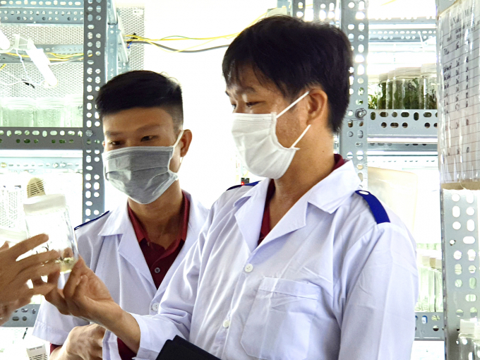 Thay máu' giống cây trồng bằng giống nuôi cấy mô