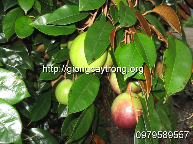 Cách trồng vú sữa lò rèn nhanh cho trái, bóng trái