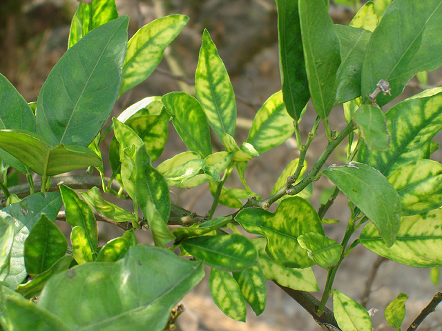 Bệnh gân xanh lá vàng, greening