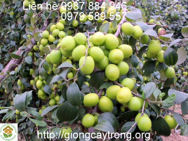 Cách trồng cây táo đơn giản, cành sai trĩu quả
